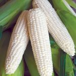 Jersey White Corn, Each